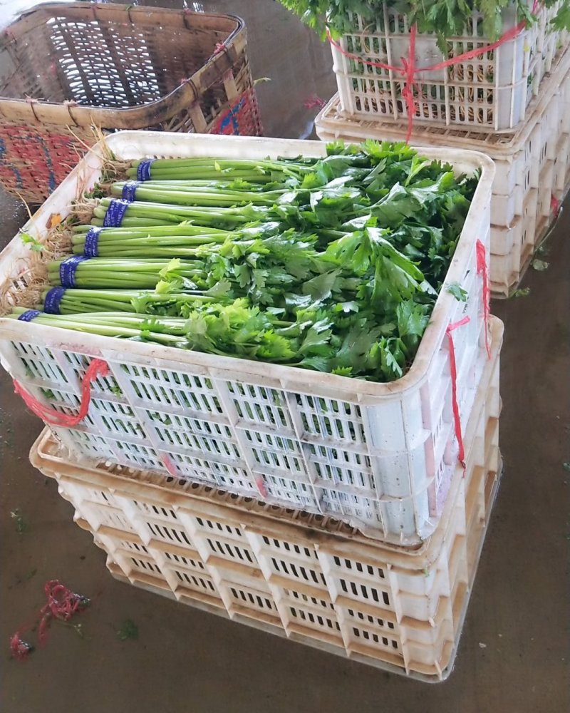四季小山芹，超市，市场直供