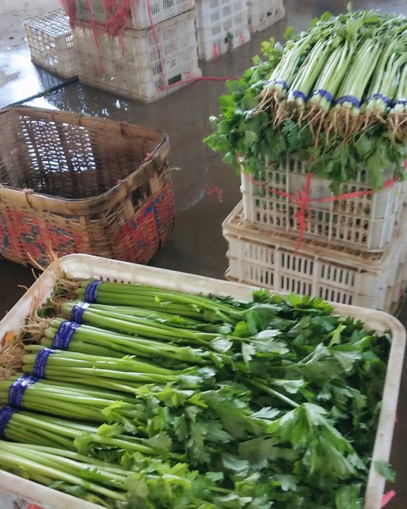 四季小山芹，超市，市场直供
