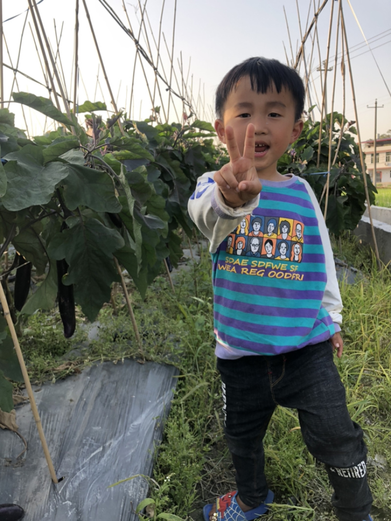 本村基地直销长茄子日产五万斤邀请实力合做可一件代发