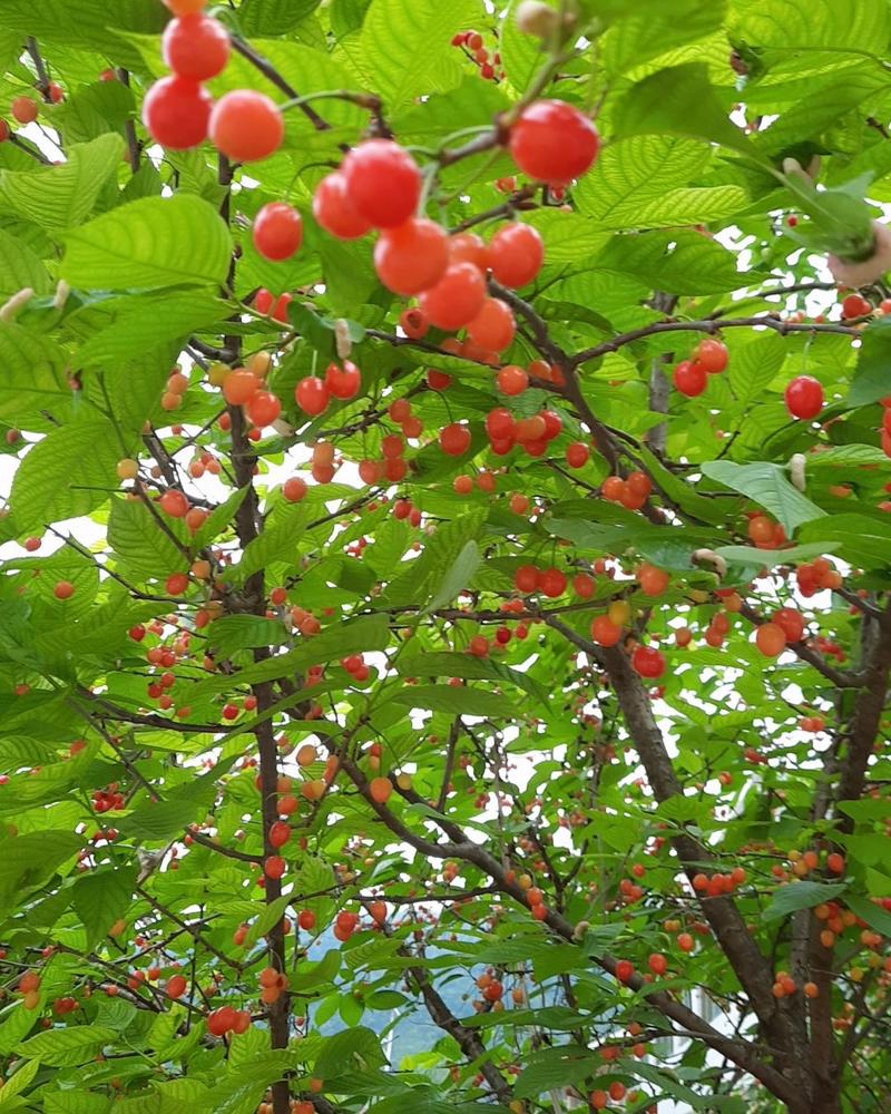 玛瑙红樱桃