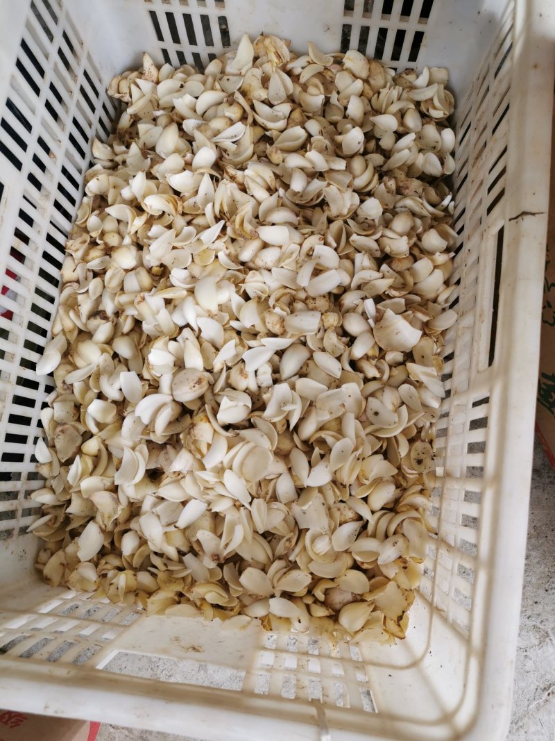 恩施农家自种优质药食同源纯无硫百合干货源充足