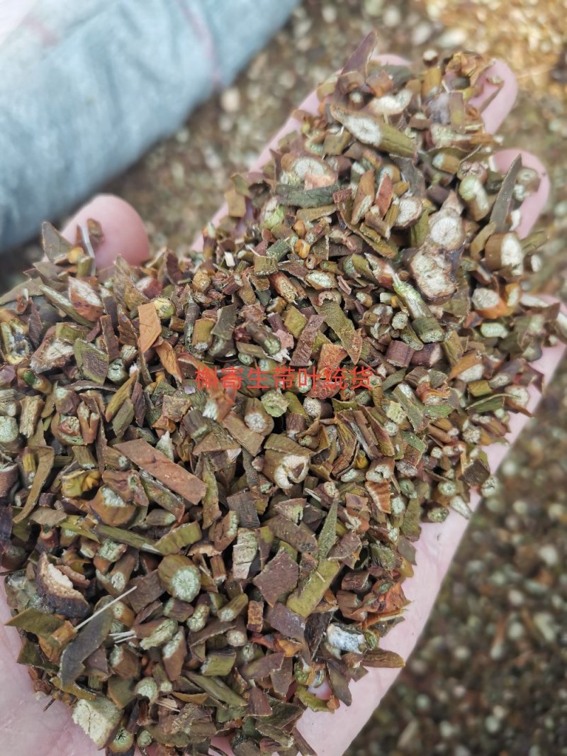 槲寄生山东无硫色泽好干净无杂一公斤起发货量大从优！