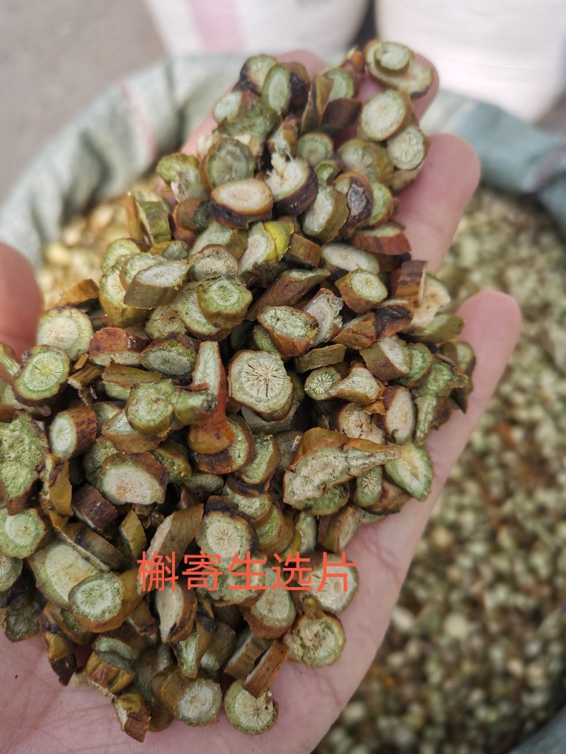 槲寄生山东无硫色泽好干净无杂一公斤起发货量大从优！