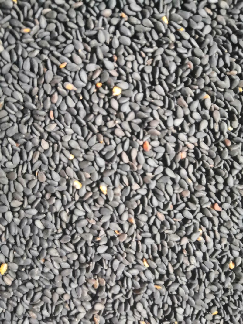 黑芝麻，榨油，食品专用，无杂。