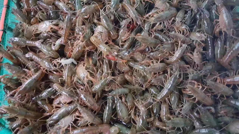 【推荐】一手塘口优质虾苗种虾小龙虾苗常年提供诚信经营