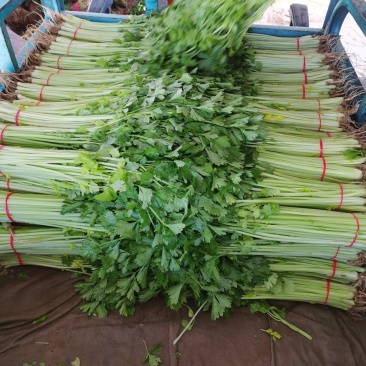 芹菜小香芹，大量上市，要的联系我