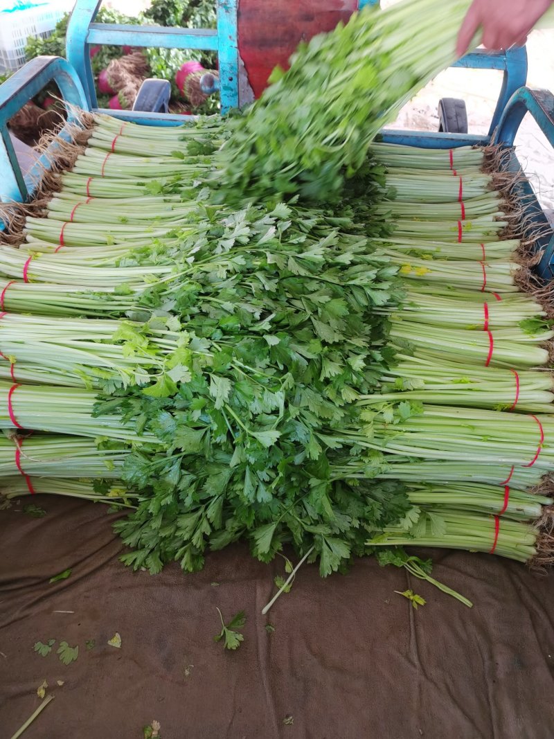 芹菜小香芹，大量上市，要的联系我