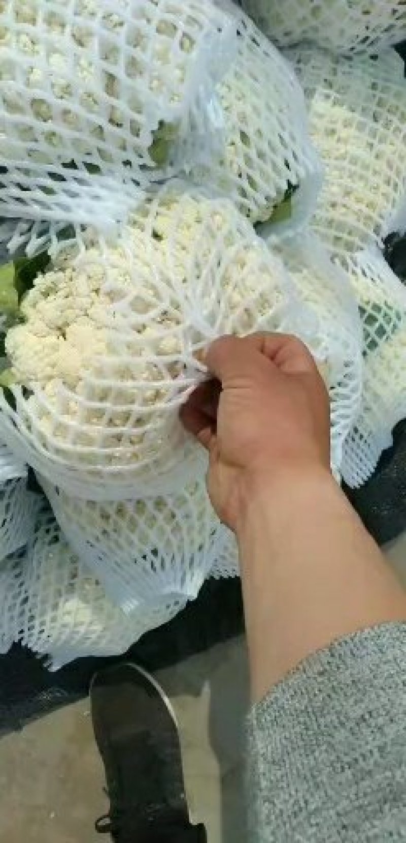 河北邯郸，有机花菜，松花菜，保质保量交通运输方便诚信经营