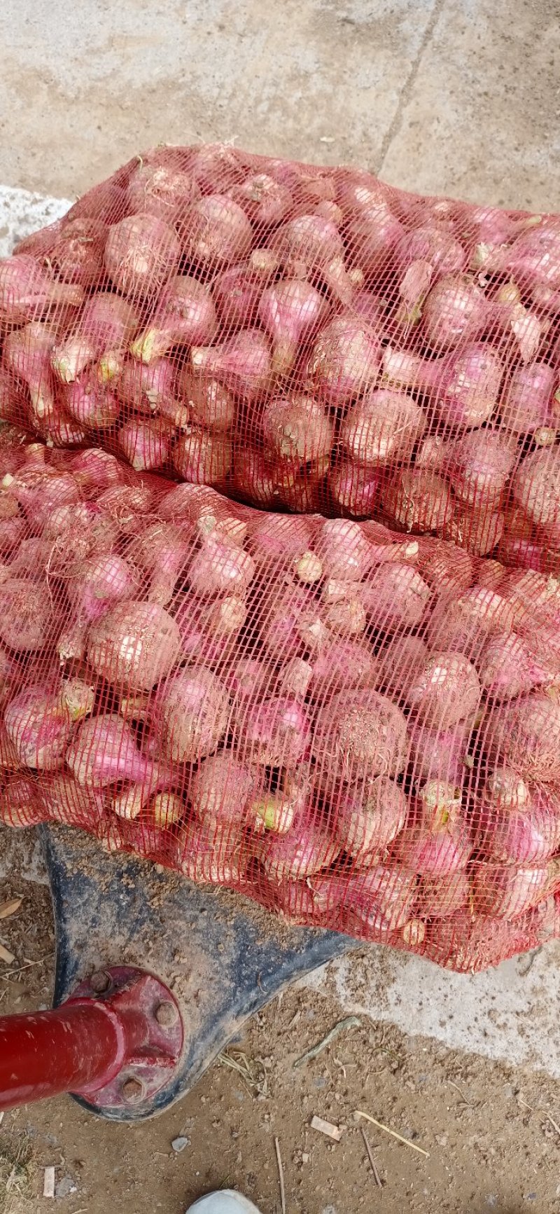 大蒜