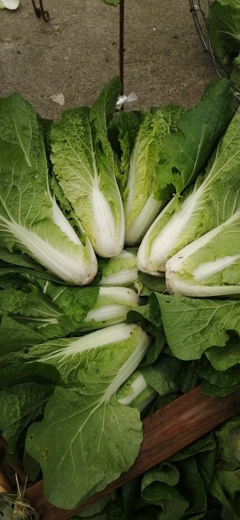 黄心菜，半标菜