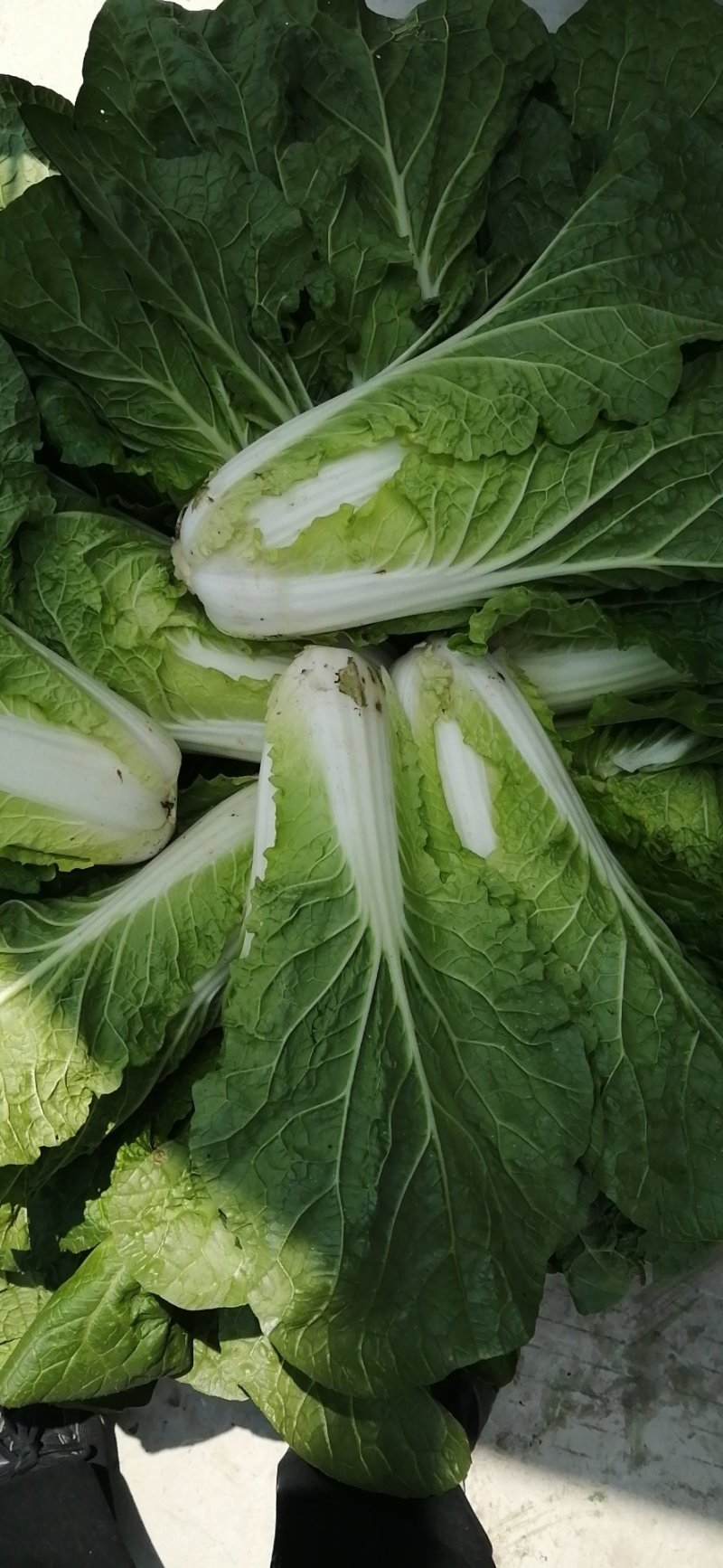 黄心菜，半标菜
