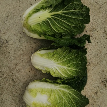 黄心菜，半标菜