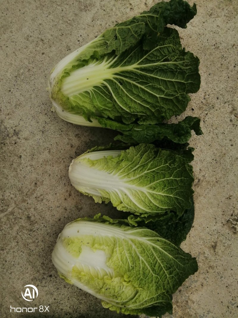 黄心菜，半标菜