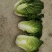 黄心菜，半标菜