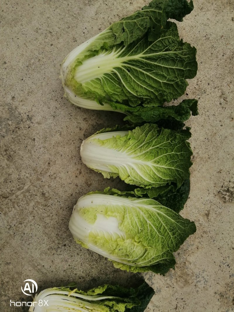 黄心菜，半标菜