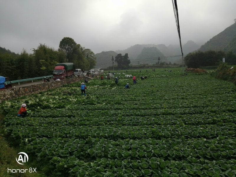 黄心菜，半标菜
