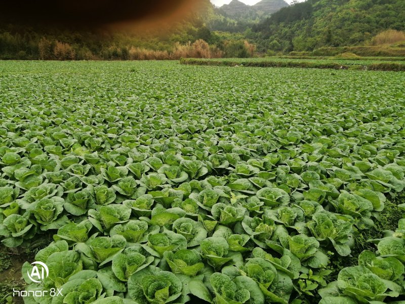 黄心菜，半标菜
