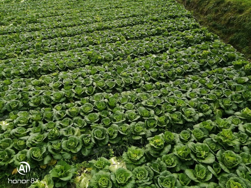 黄心菜，半标菜