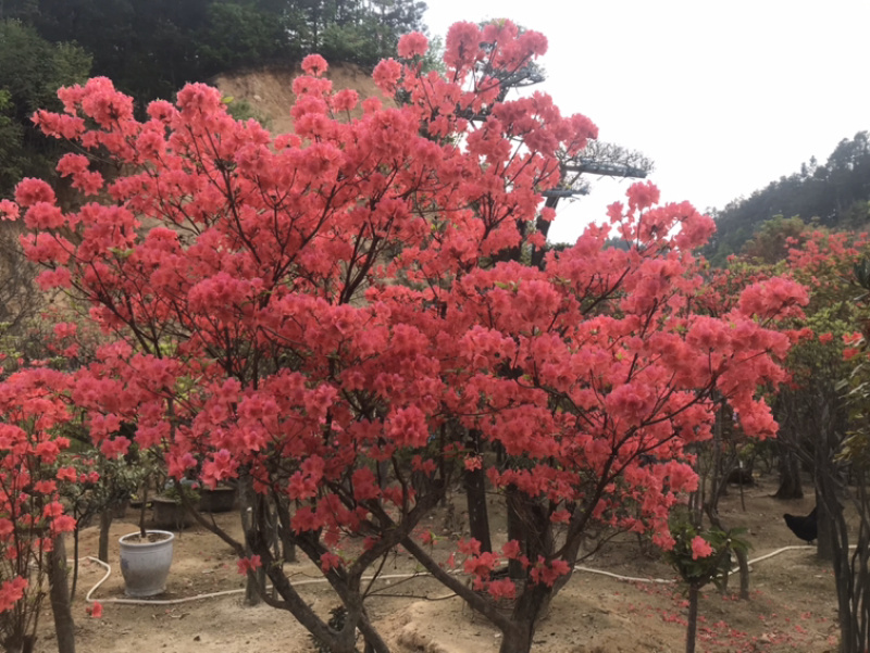 移栽高峰期清仓甩卖0.5米分枝2年以上映山红