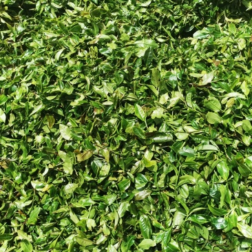 普洱茶