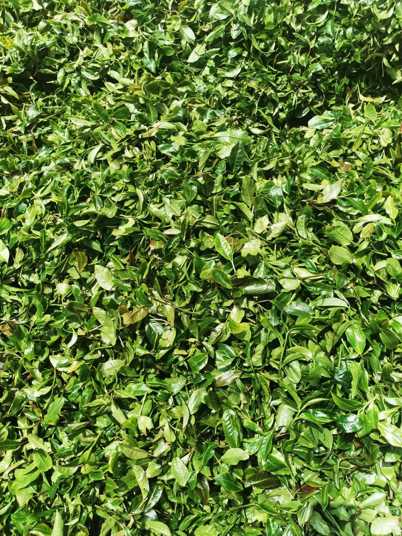 普洱茶
