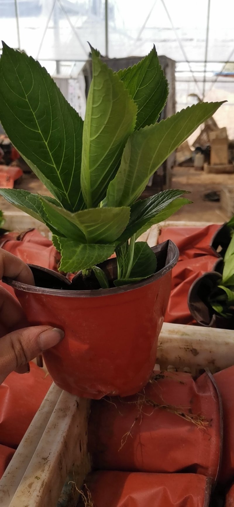 八仙花