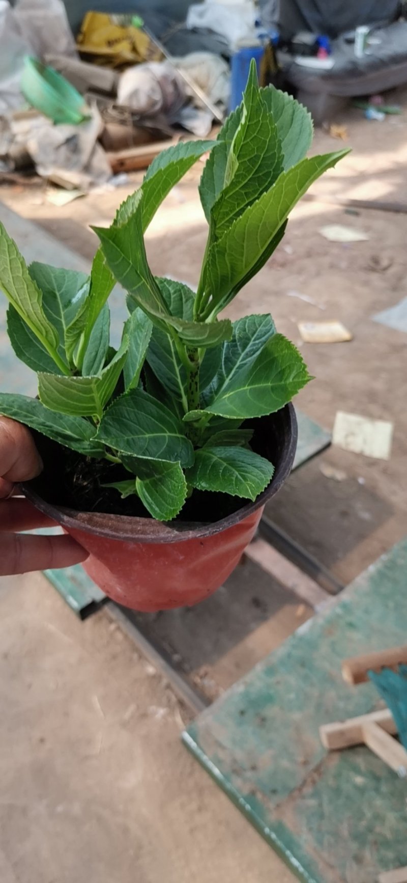 八仙花