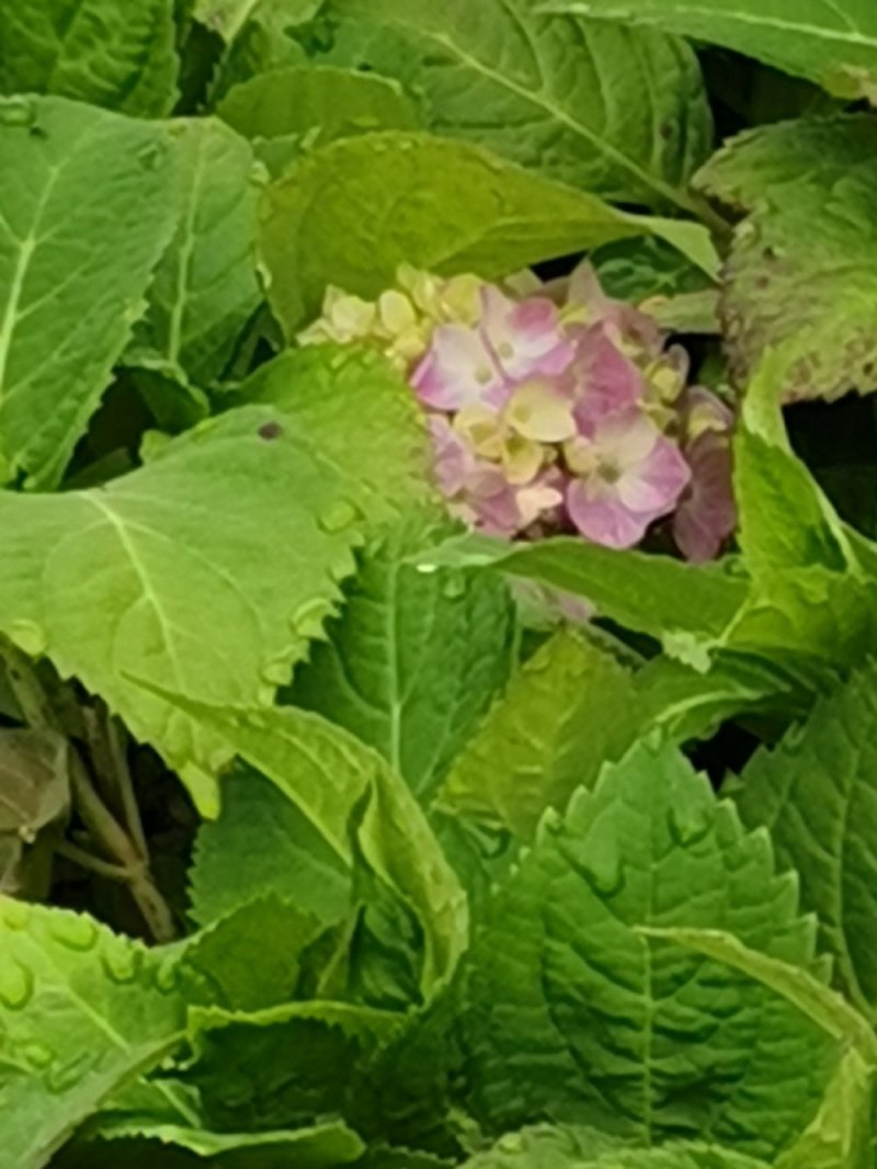八仙花