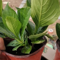 八仙花