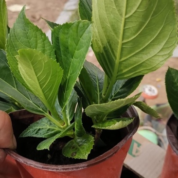 八仙花