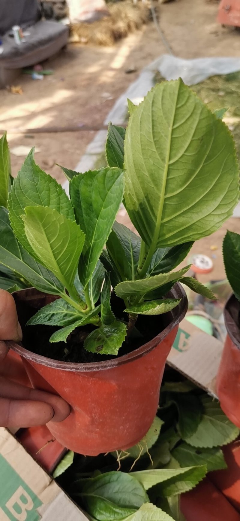 八仙花