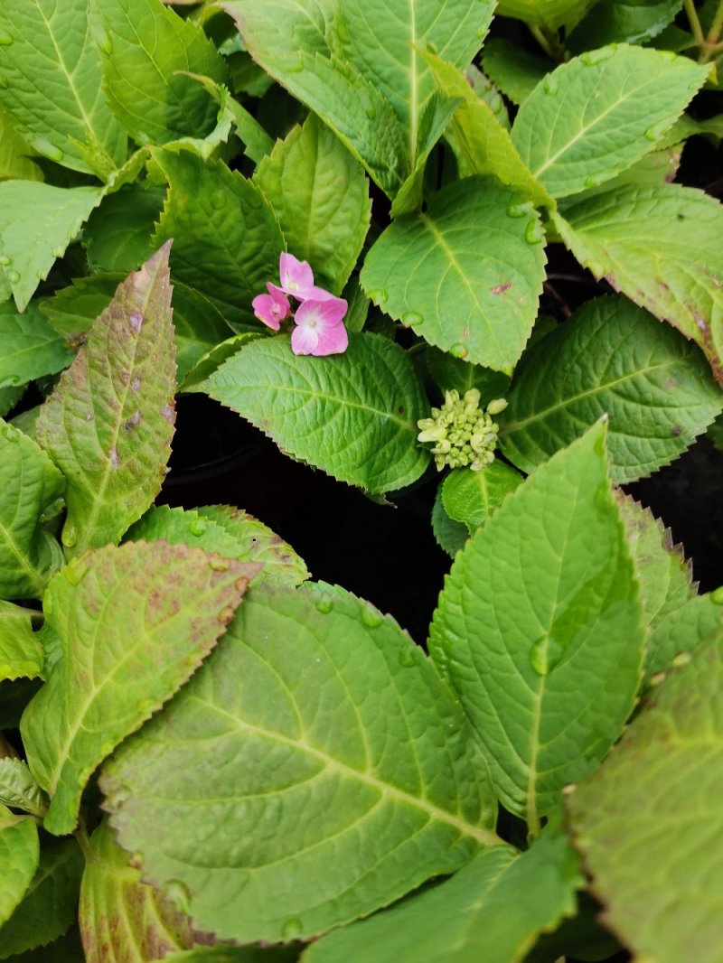 八仙花