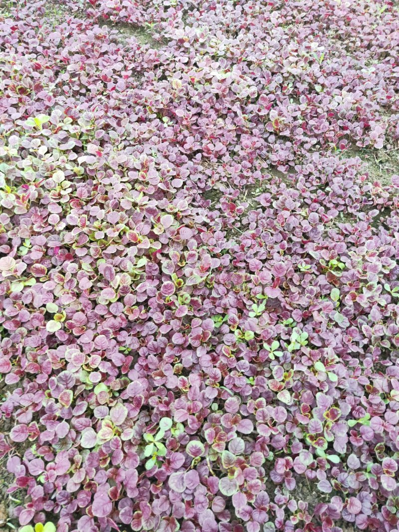 头刀红苋菜头，颜色鲜红，口感嫩