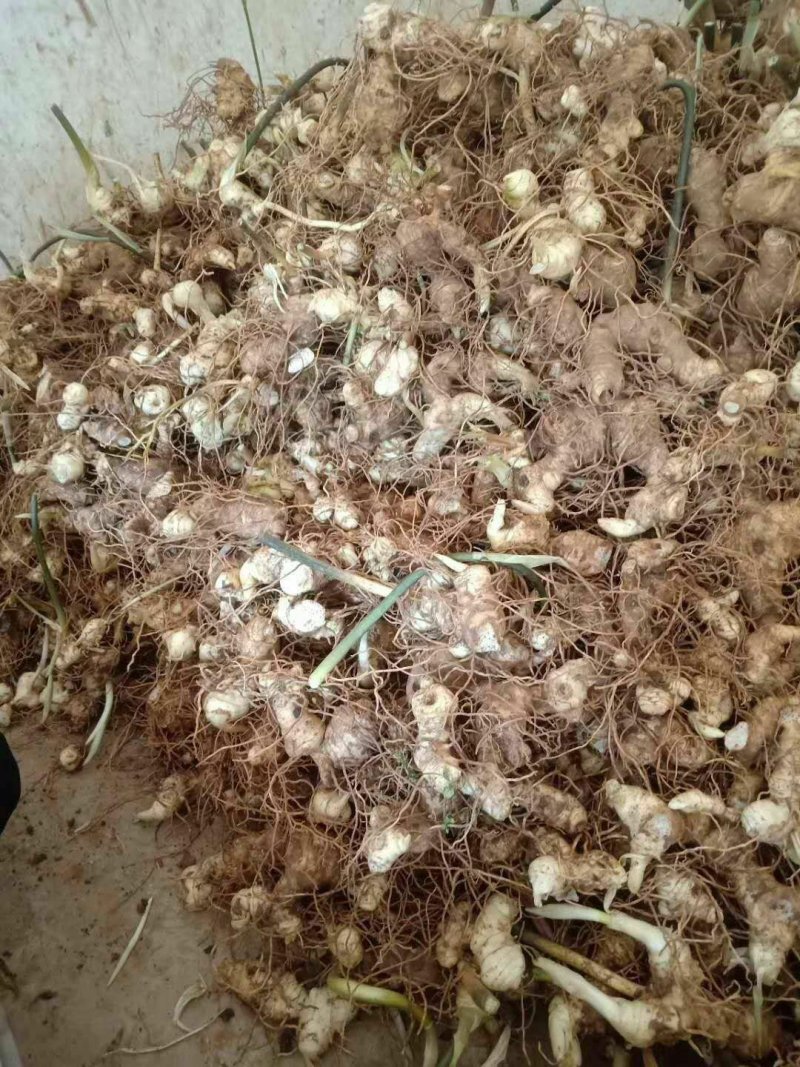 黄精块茎，黄精种茎【四川多花不倒苗姜型甜黄精】有大货