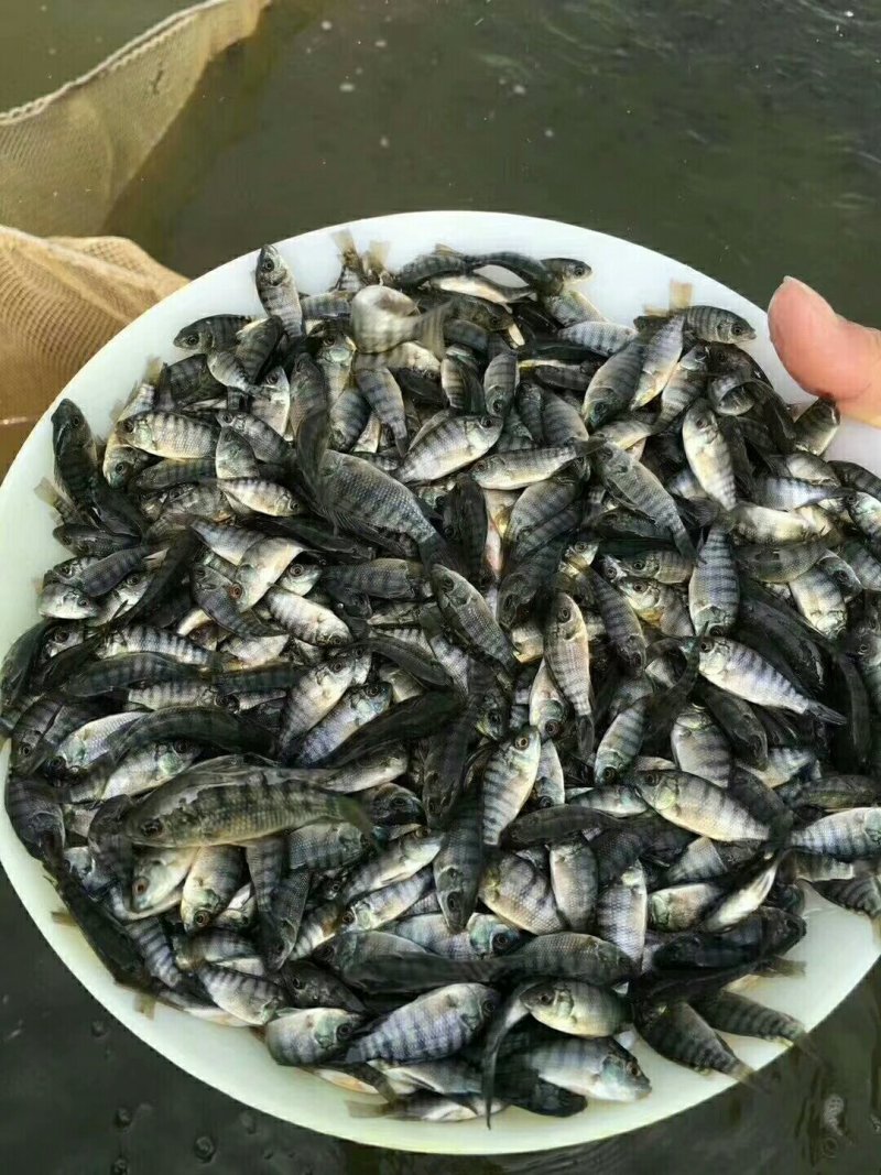 超大罗非鱼苗，南海壹号罗非鱼苗