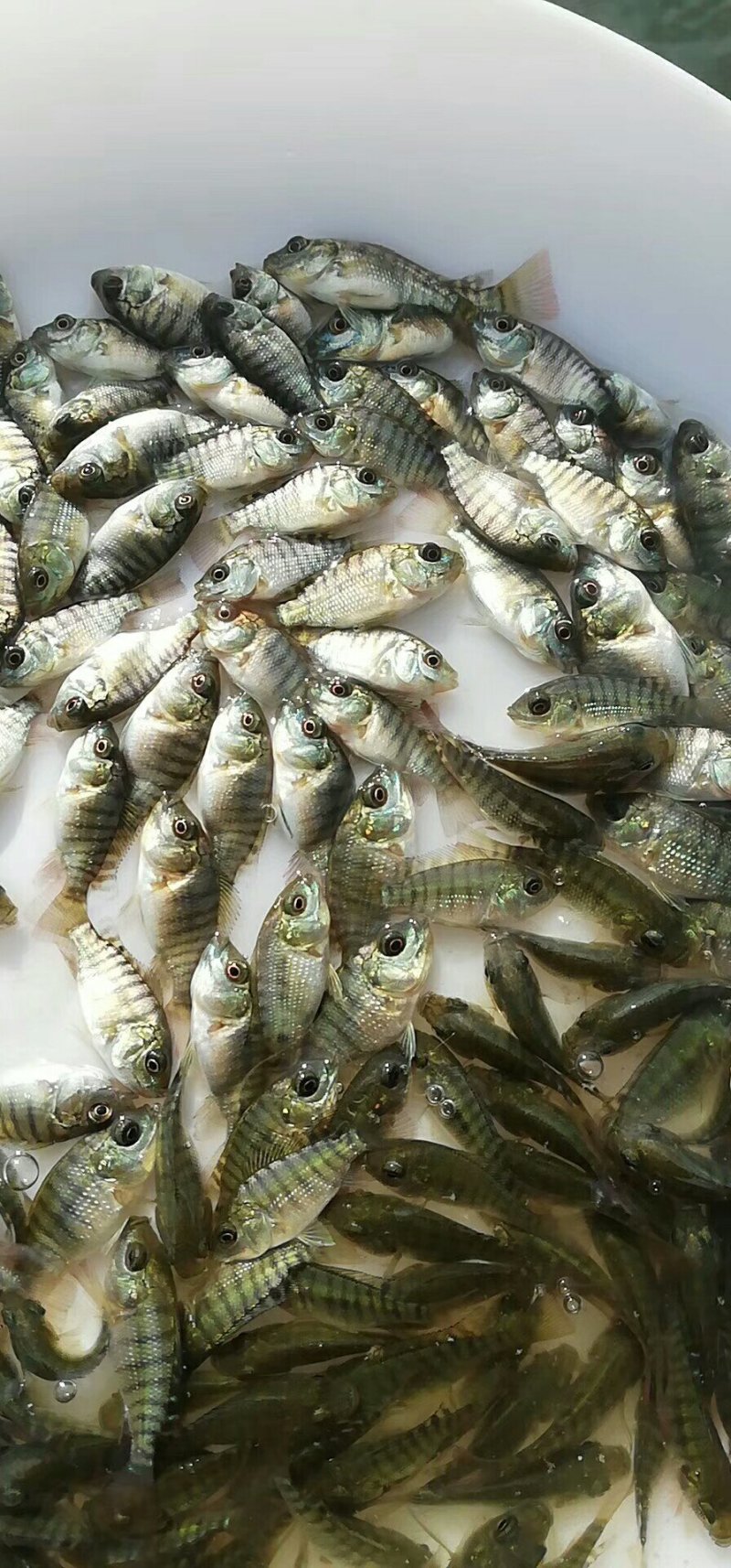 超大罗非鱼苗，南海壹号罗非鱼苗