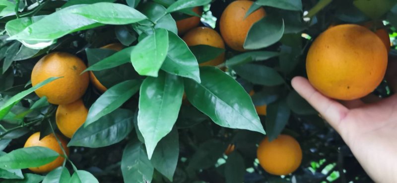 水果