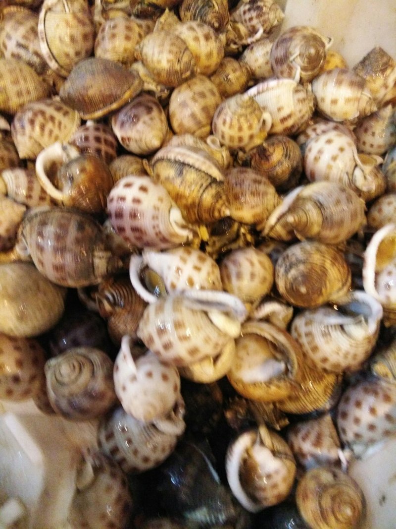 小花螺