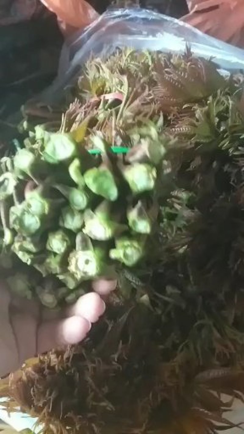 山东省新鲜香椿芽大量上市，欢迎新老客户至电