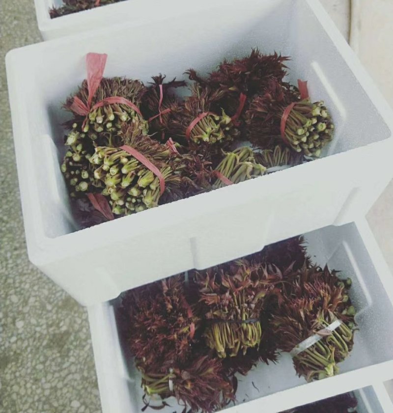 山东省新鲜香椿芽大量上市，欢迎新老客户至电