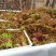 山东省新鲜香椿芽大量上市，欢迎新老客户至电