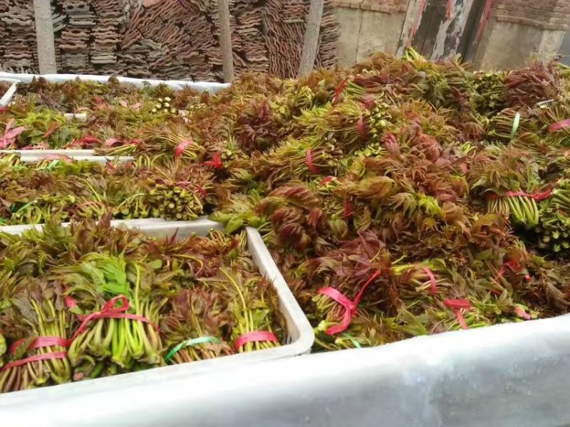 山东省新鲜香椿芽大量上市，欢迎新老客户至电