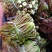 山东省新鲜香椿芽大量上市，欢迎新老客户至电
