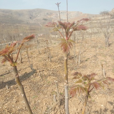 山东省新鲜香椿芽大量上市，欢迎新老客户至电