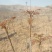 山东省新鲜香椿芽大量上市，欢迎新老客户至电