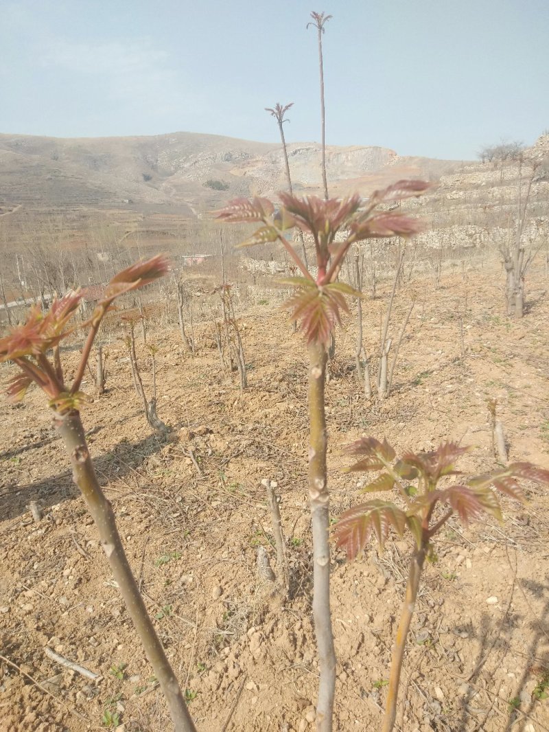 山东省新鲜香椿芽大量上市，欢迎新老客户至电