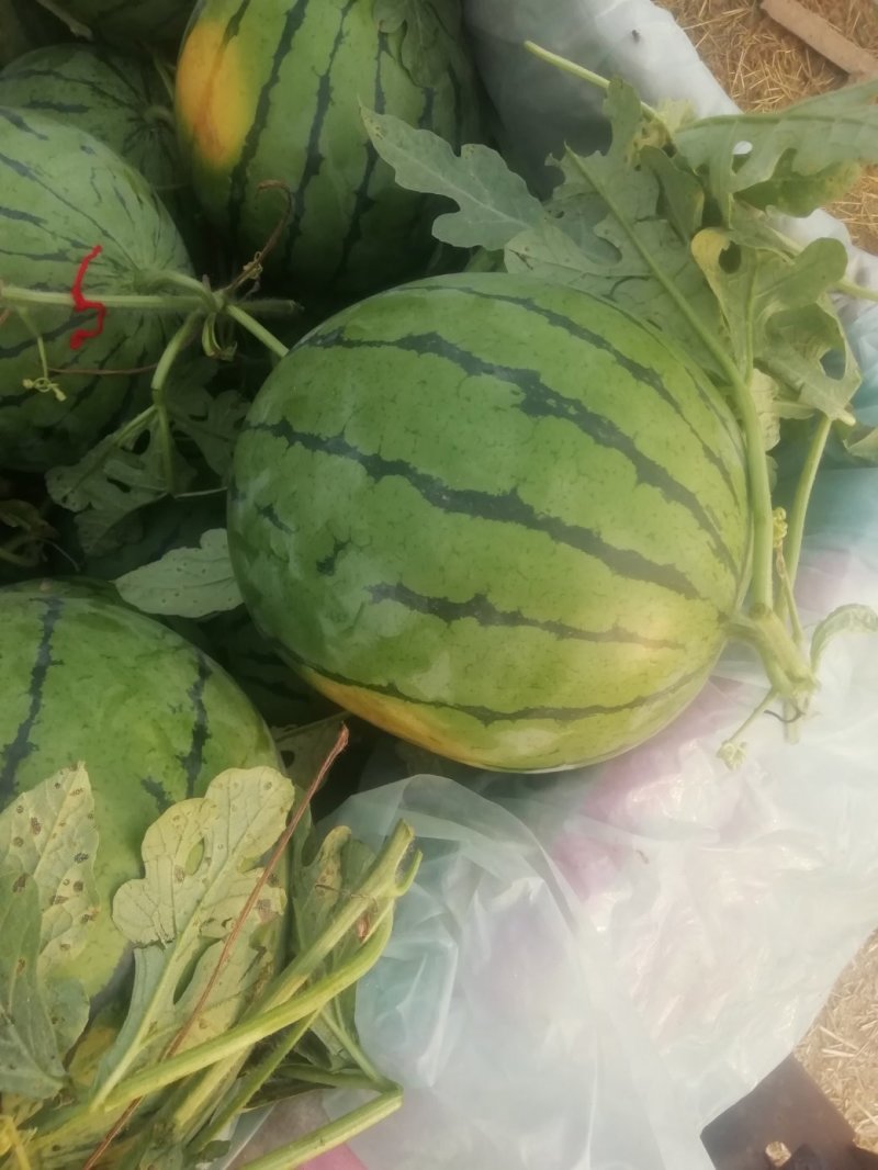 京欣西瓜7斤打底9成熟1茬