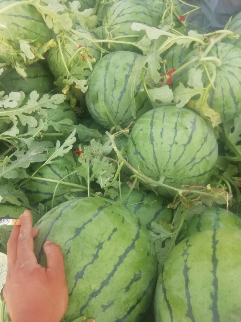 京欣西瓜7斤打底9成熟1茬