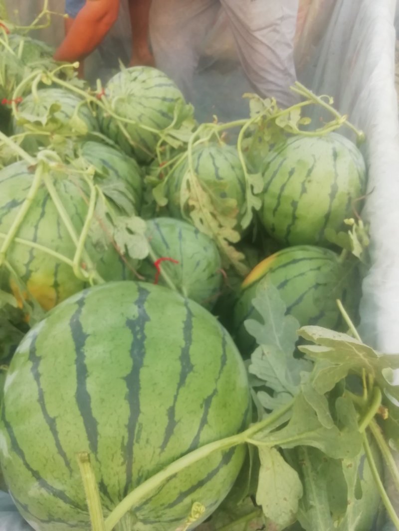 京欣西瓜7斤打底9成熟1茬