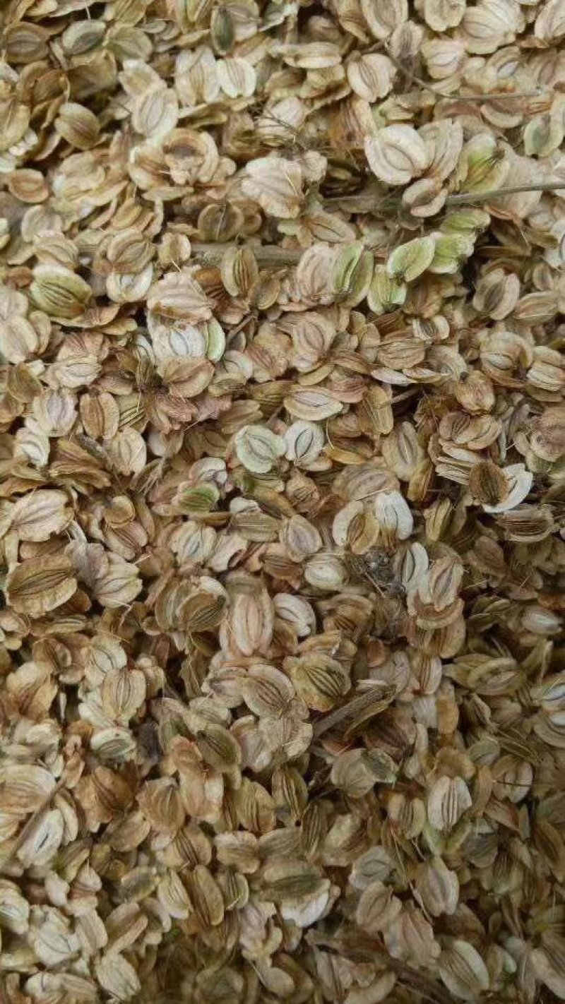 中药材白芷种子种植宜管理